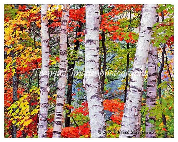 450128----Birches and fall colors in Hiawatha National Forest.  View 1